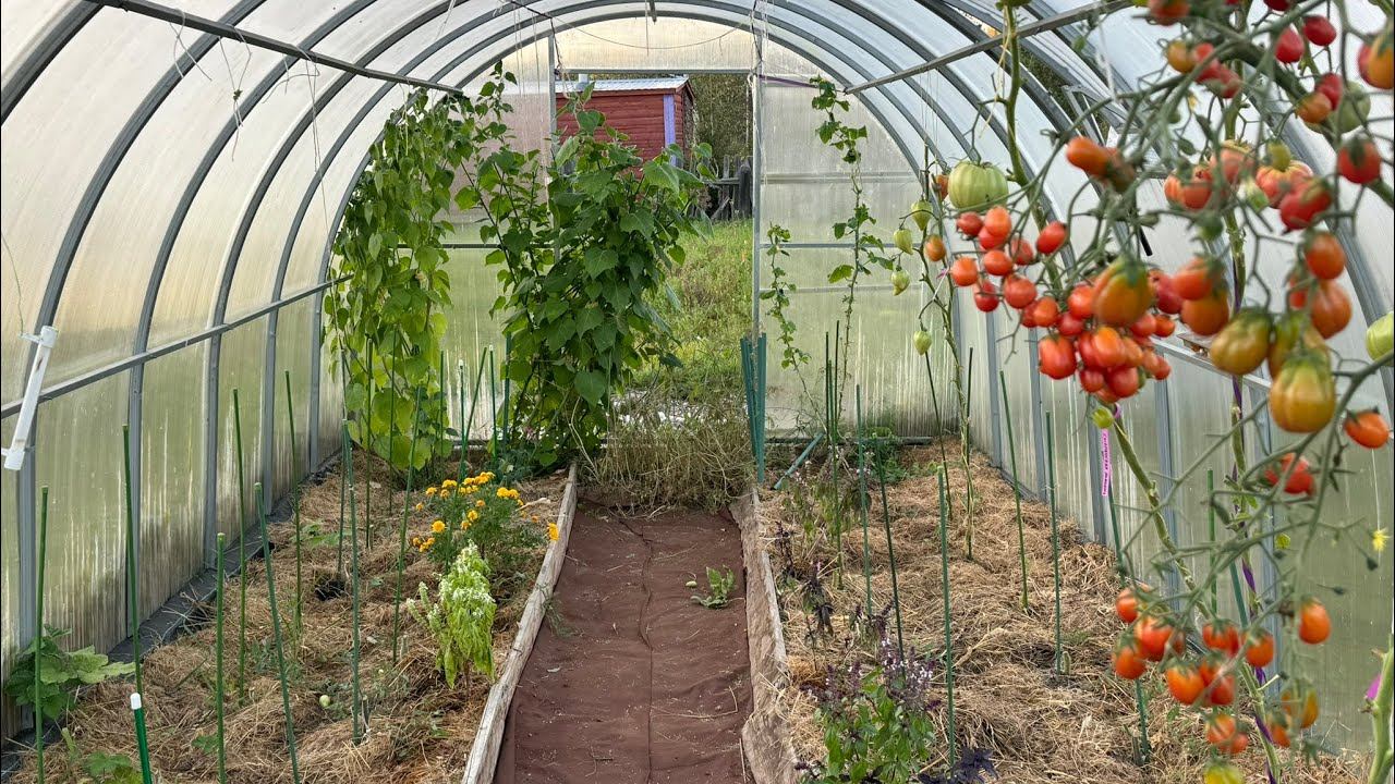 09.09.24 Влог: убрала томаты, морковь и свеклу. Готовлюсь к зиме смотреть онлайн