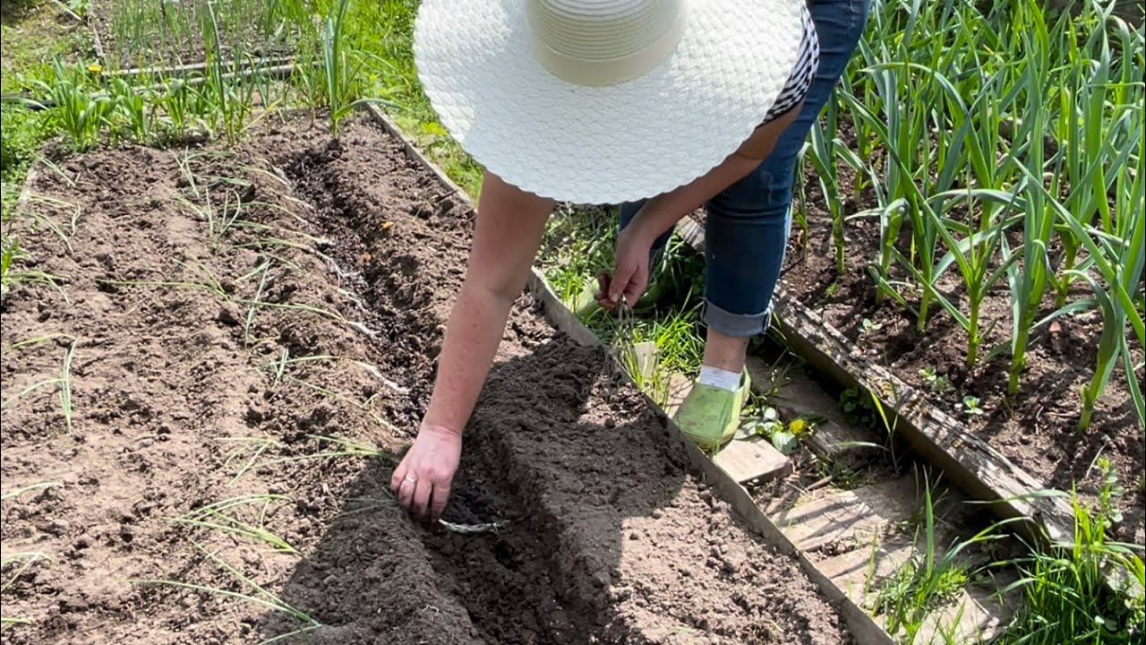 21.05.23 сажаю ЭКСИБИШЕН, порей, цветочки и землянику. смотреть онлайн
