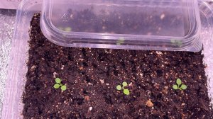 Петуния взошла! Что дальше? РЕЛАКС…окучиваем)))