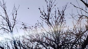 Скворцы на дереве VID_20260128_151002