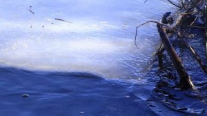 Уфа,ИНОРС, весна, собака и остатки льда однако =). 2024. Снято на Canon SX 20