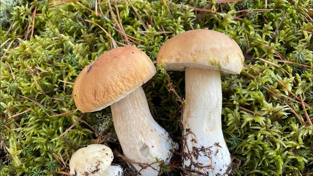 В лес после заморозков в октябре смотреть онлайн