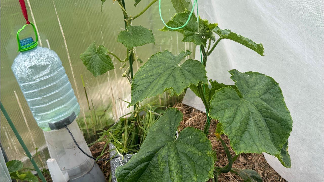 28-20.06.25 огурцу в мешке капельный полив, томаты уличные подвязаны, чеснок удобрен смотреть онлайн