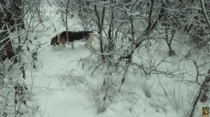 Охота с гончей.