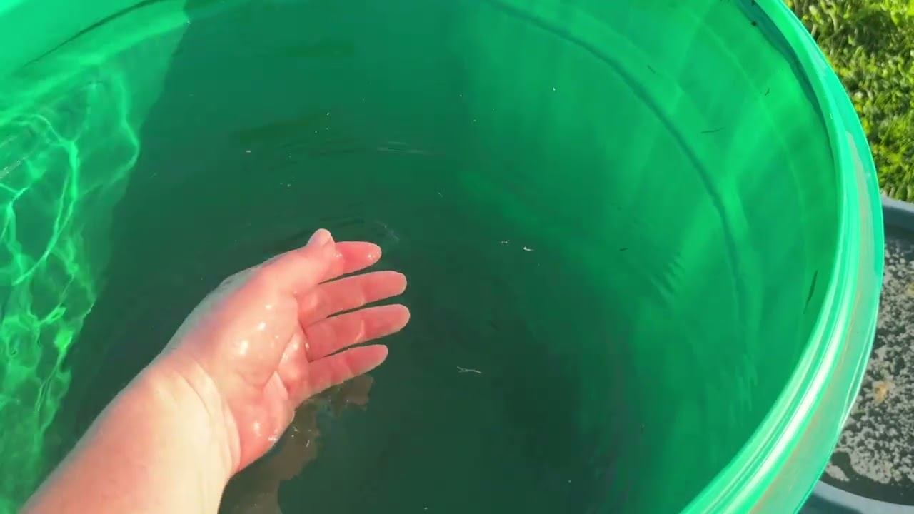 11.07.25 Настала ЖАРА, 5 дней огород без полива. Обзор. смотреть онлайн