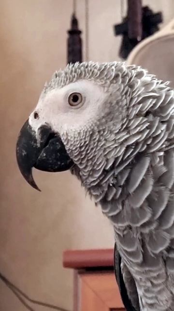 Кошка, попугай и телевизор.