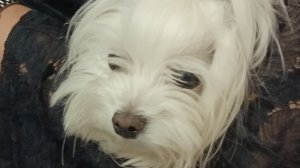 Давно не болтала