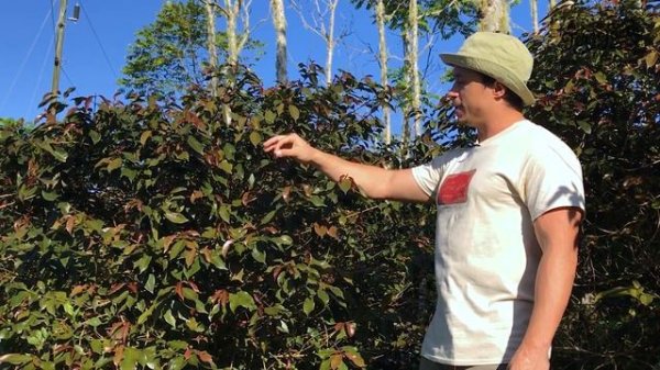 Об опылении кофе - Torrefacto ｜ Говорим о кофе, чае и какао