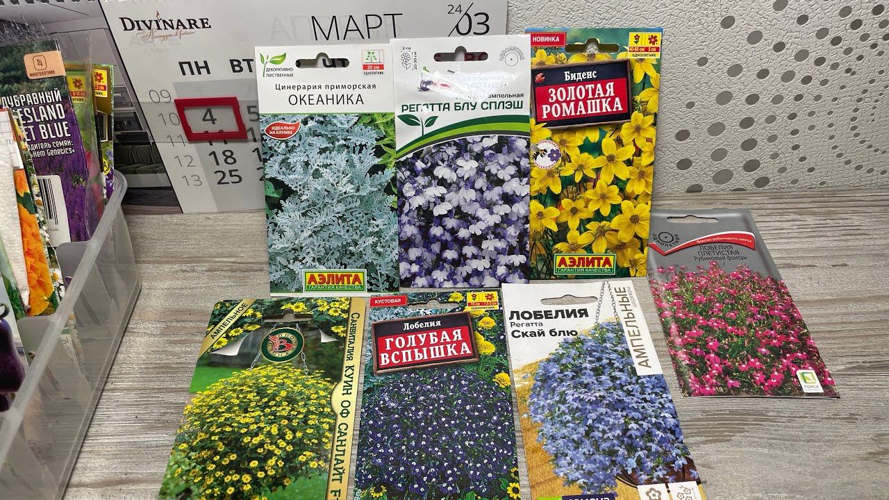 04.03.24 СЕЮ: лобелию, биденс, санвиталию и цинерарию. смотреть онлайн
