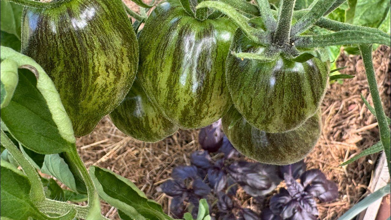 04.07.25 лето холодное, обзор огорода и теплицы спустя неделю. смотреть онлайн