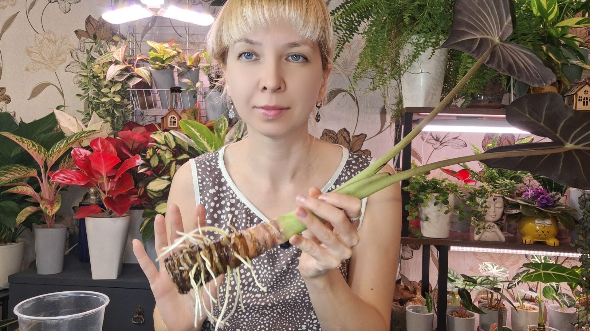 Переукорененная Регал Шилдс, пересадка в кокосовый субстрат смотреть онлайн