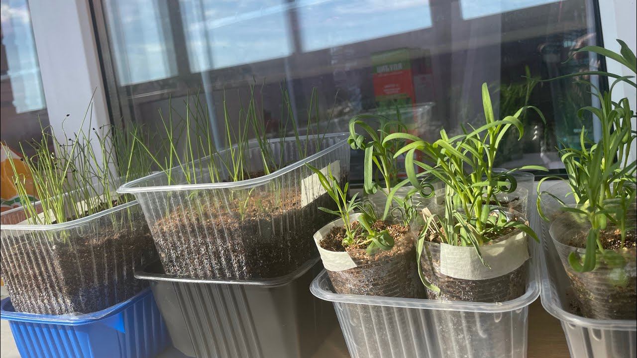 16.03.24 Рассада на окнах, посев томатов, уход, перевалка. Часть 1 смотреть онлайн