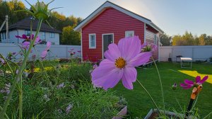 Мой неудачный Дачный сезон 2025