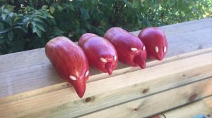 Пасынкование томатов и про лук Эксибишен