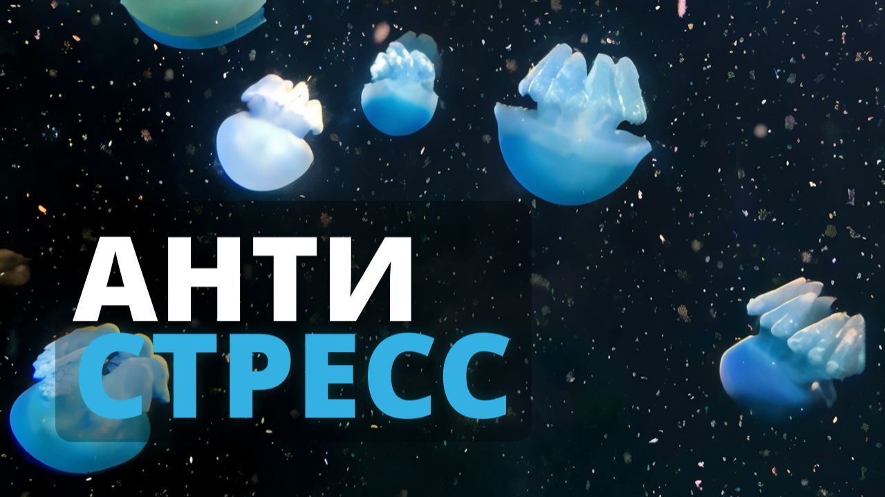 Сними стресс за 15 минут: подводный релакс (музыка + звуки океана)