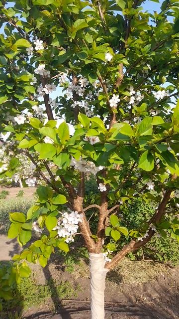 Цветение вишен Морель Брянская и Шоколадница. смотреть онлайн