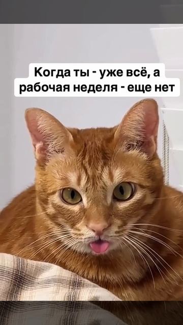 Держимся, трудокотики! Уже завтра пятница