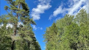 Прогулка по лесу, рассуждаю, отдыхаем. 24.07.21