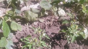 Перчик VID_20250709_103209