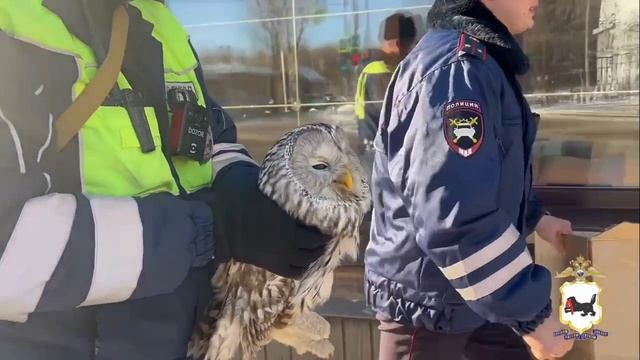 Сотрудники ГАИ Иркутска обнаружили на загородной трассе раненую сову.. смотреть онлайн