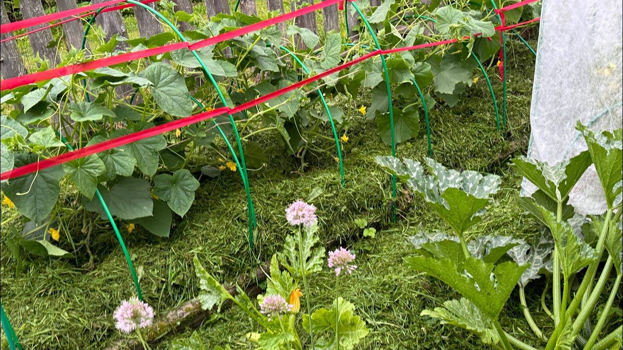 20.07.24 опять покос, питательная мульча огурцам, цветы обрезала смотреть онлайн