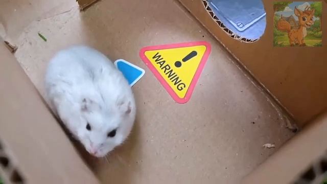Маленький хомячок смело отправился в лабиринт с ловушками! Главный босс — радужный человек! Хомячки смотреть онлайн