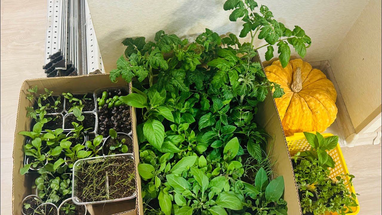 18.04.25 Влог: после снега пришла жара, как в теплице посевы, рассада? смотреть онлайн