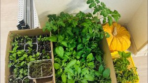 18.04.25 Влог: после снега пришла жара, как в теплице посевы, рассада?