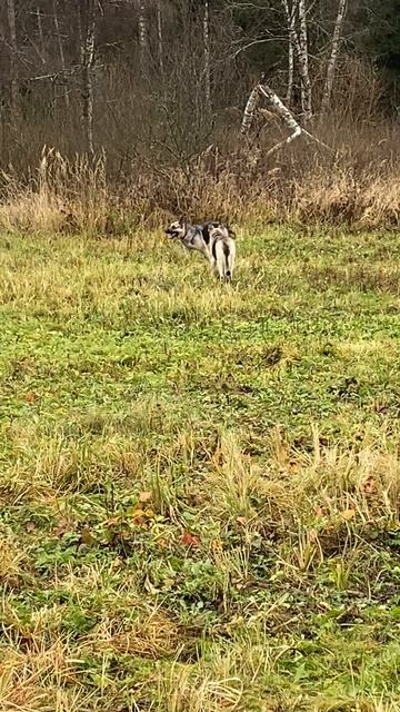 ВЕО Валентлайф Мэгги 7 лет и учит собачей борьбе Валентлайф Шэрри 15 мес - №4