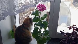 Пеларгония - домашний цветок