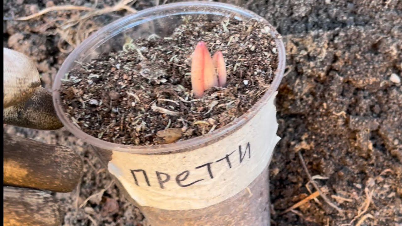 22 апреля ЛИЛИИ из холодильника высаживаю смотреть онлайн