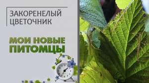 Мои новые необычные питомцы. Неприхотливые и забавные жуки - аннамские палочники.