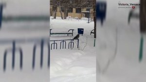 Что же делает ворона? Воробьи зимой. #птицы