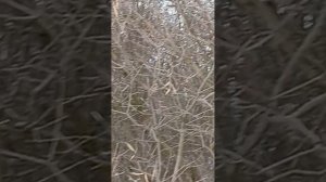 здеся мая прагулачка пасматри 👍👍👍👍👍👍👍👍👍👍