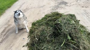 25.06.24 Влог: Большое МУЛЬЧИРОВАНИЕ! Подвязка уличных томатов детерминантных