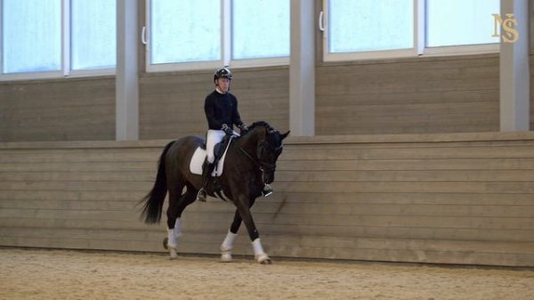 NEVERLAND’S SKYLINE