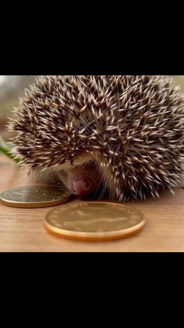 #миниёжик #маленькиедрузья #миниживотные #ёжикприключения #картинкиёжиков #природаёжиков