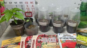 24.02.24 Рассада, перевалка перца и Дихондры. Что посею.