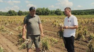 ЧЕСНОК ОНЛАЙН. МАСШТАБНОЕ ПРОИЗВОДСТВО СЕВЕРНОГО ЧЕСНОКА В РОССИИ