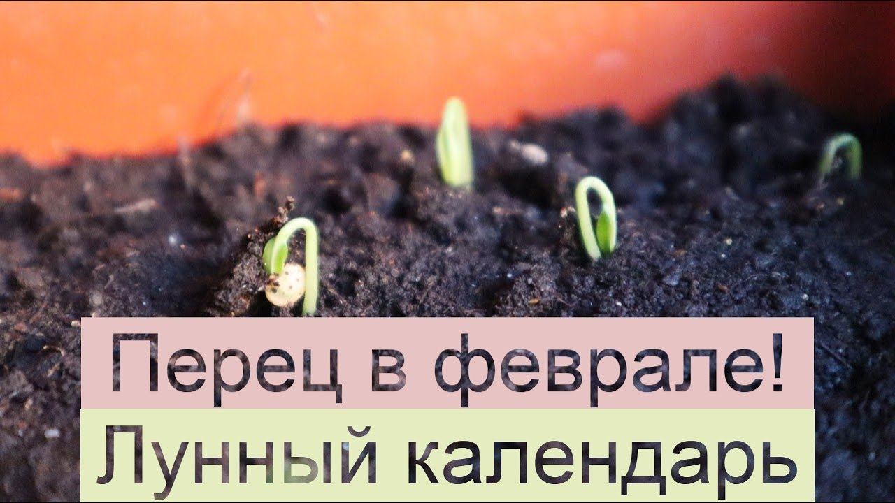 Лунный календарь посадки перца на рассаду в феврале. В эти дни сажайте рассада будет крепкой! смотреть онлайн