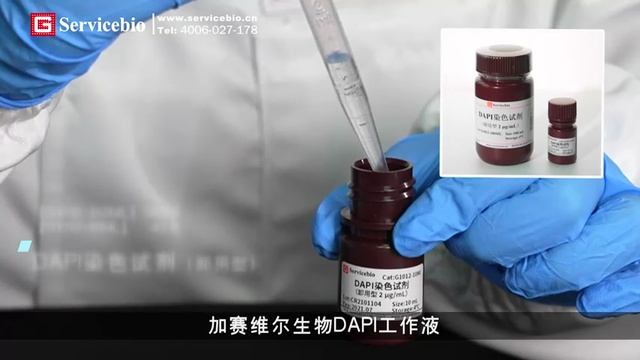 Краситель DAPI от Servicebio смотреть онлайн