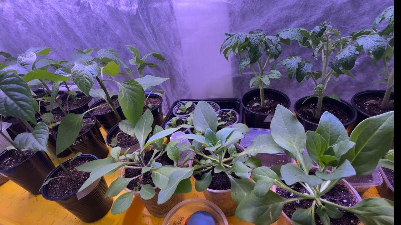 04.04.25 пикировка ТОМАТОВ, едем в деревню как в сказке+ что взошло? смотреть онлайн