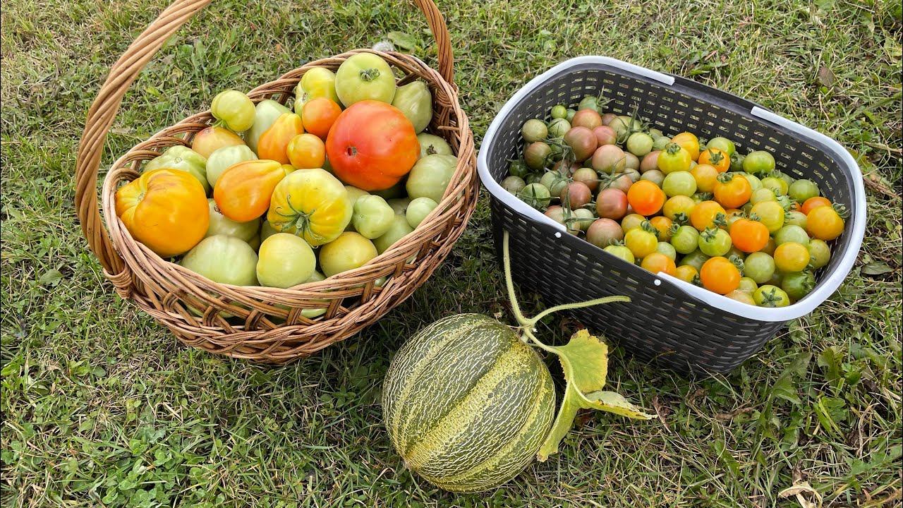Влог 17.09.22 Последний УРОЖАЙ в теплице, СУШУ ЛУК, убрала морковь смотреть онлайн