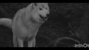 Чатик просто так.mp4