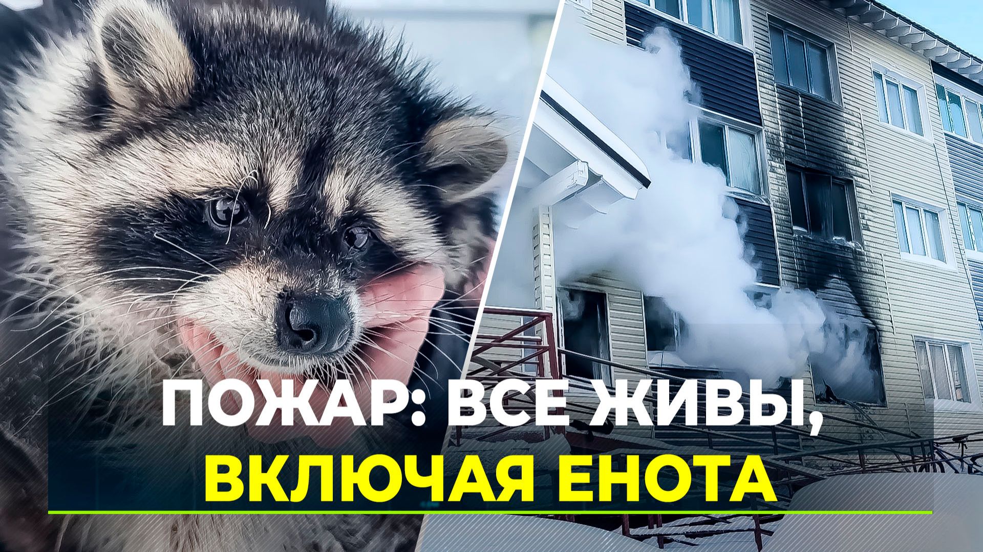 На пожаре в Салехарде спасли людей, собак, котов и даже енота смотреть онлайн