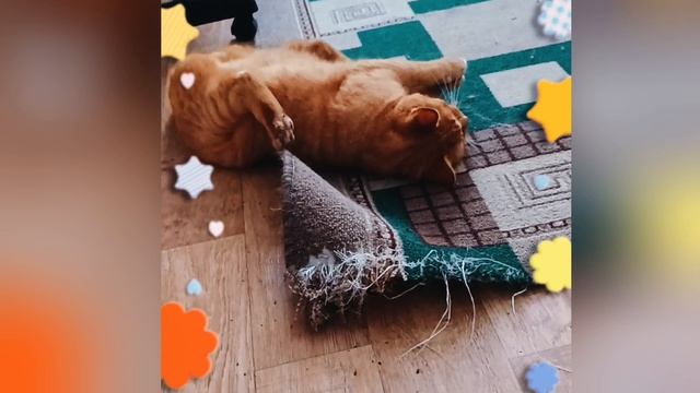 Смешные котики😺😺 смотреть онлайн