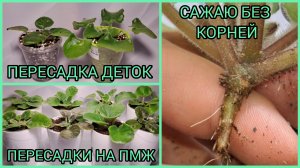 Пересадка деток. Пересадки на ПМЖ. Сажаю без корней.