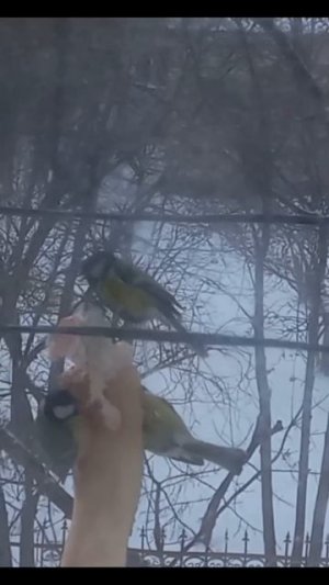 "ПОКОРМИТЕ  ПТИЦ ЗИМОЮ - ОНИ ПОСЛУЖАТ ТЕБЕ  ВЕСНОЮ "  ГЛАСИТ  РУССКАЯ ПОСЛОВИЦА