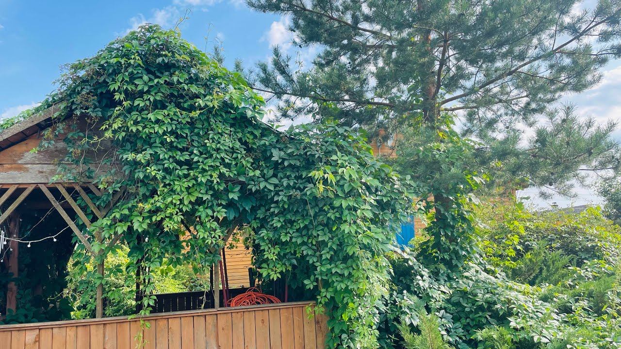 Девичий виноград. Прекрасный и ужасный! + базиликовый лимонад))) смотреть онлайн