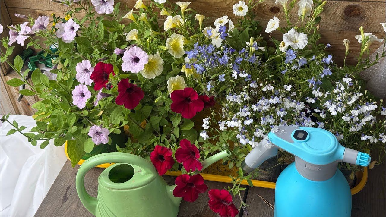 07-10.06.25 Влог: клумбы готовы, огурцы пошли! отпуск! смотреть онлайн